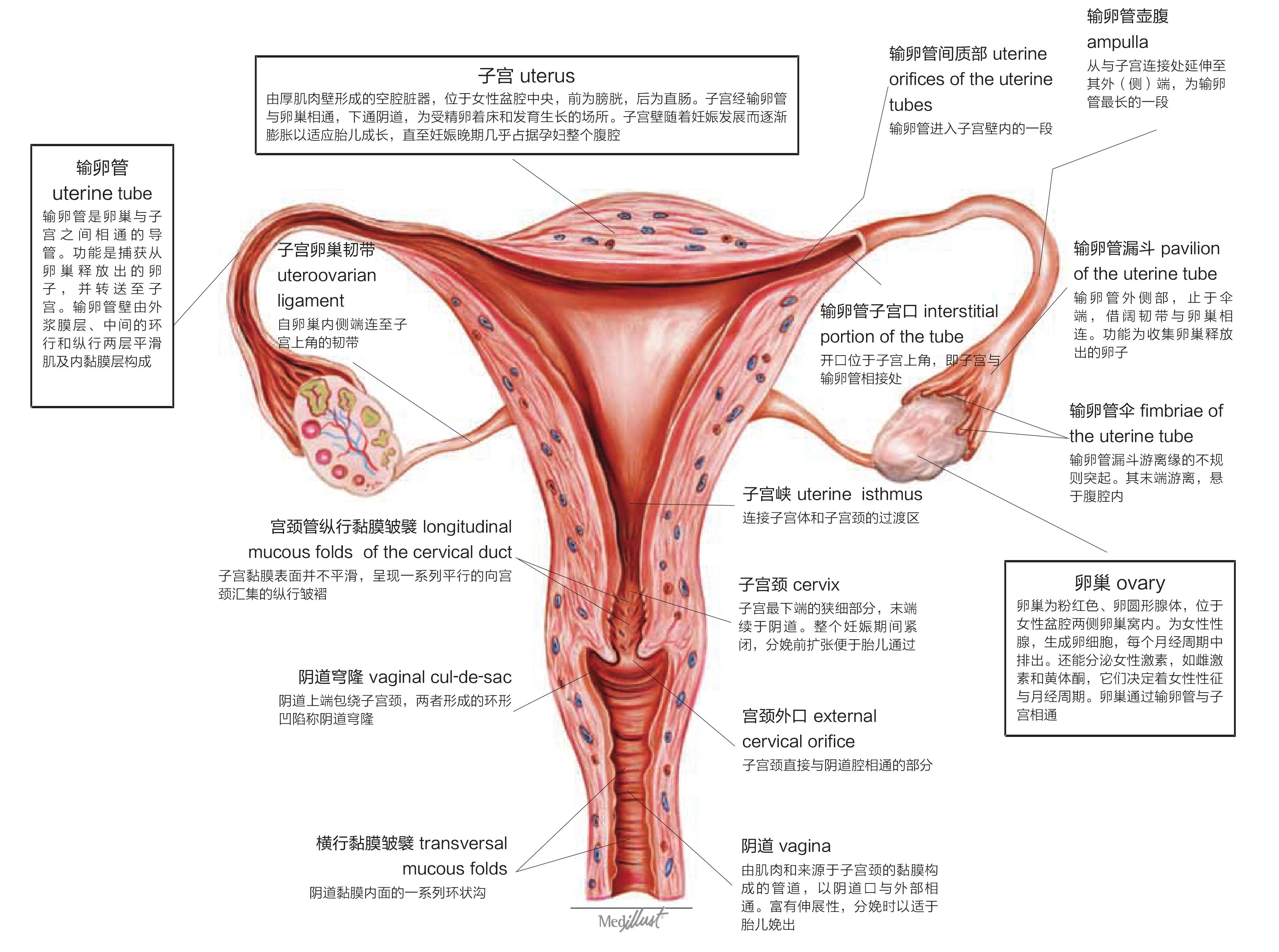 输卵管及子宫 冠状面观