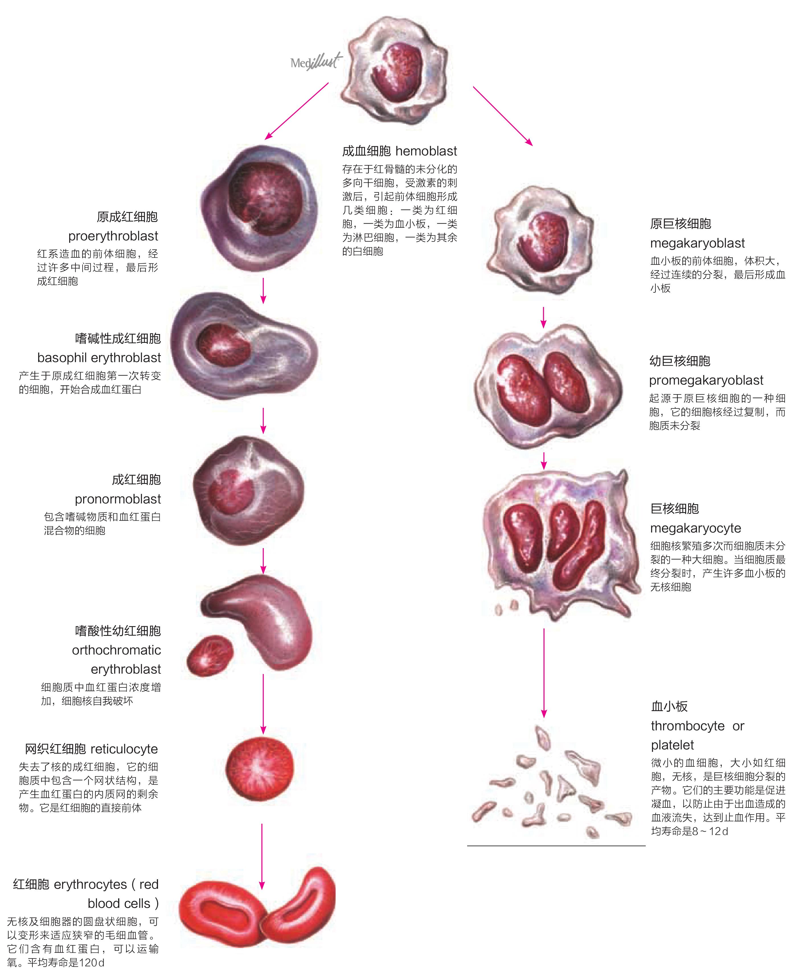 红细胞生成和血小板生成