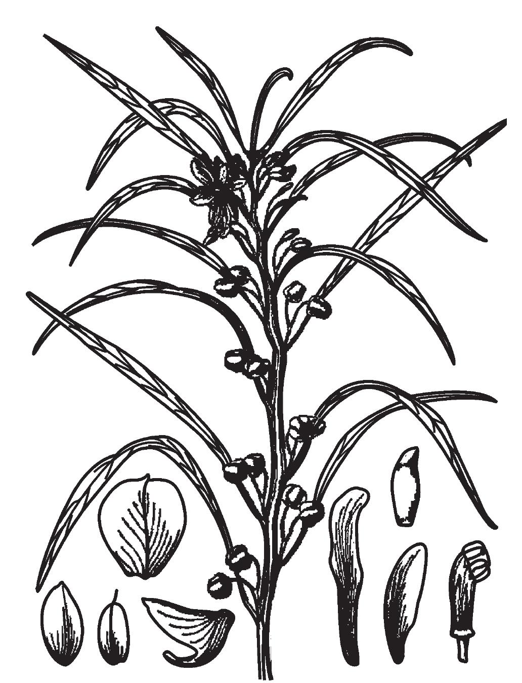 水生植物手绘线稿图片