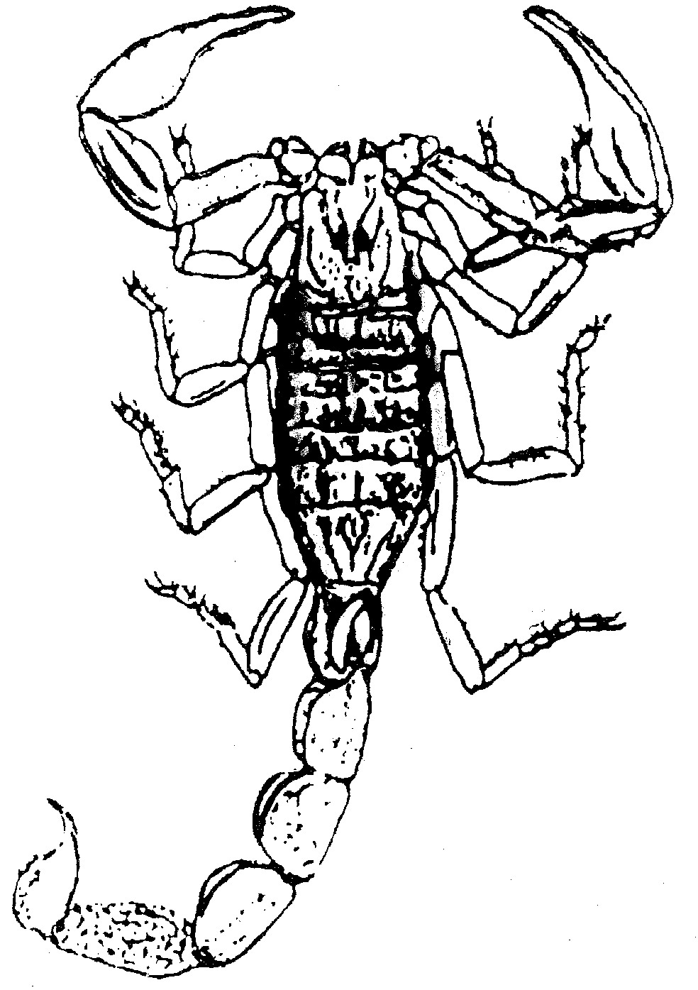 (一)蝎子的外部形态和内部构造