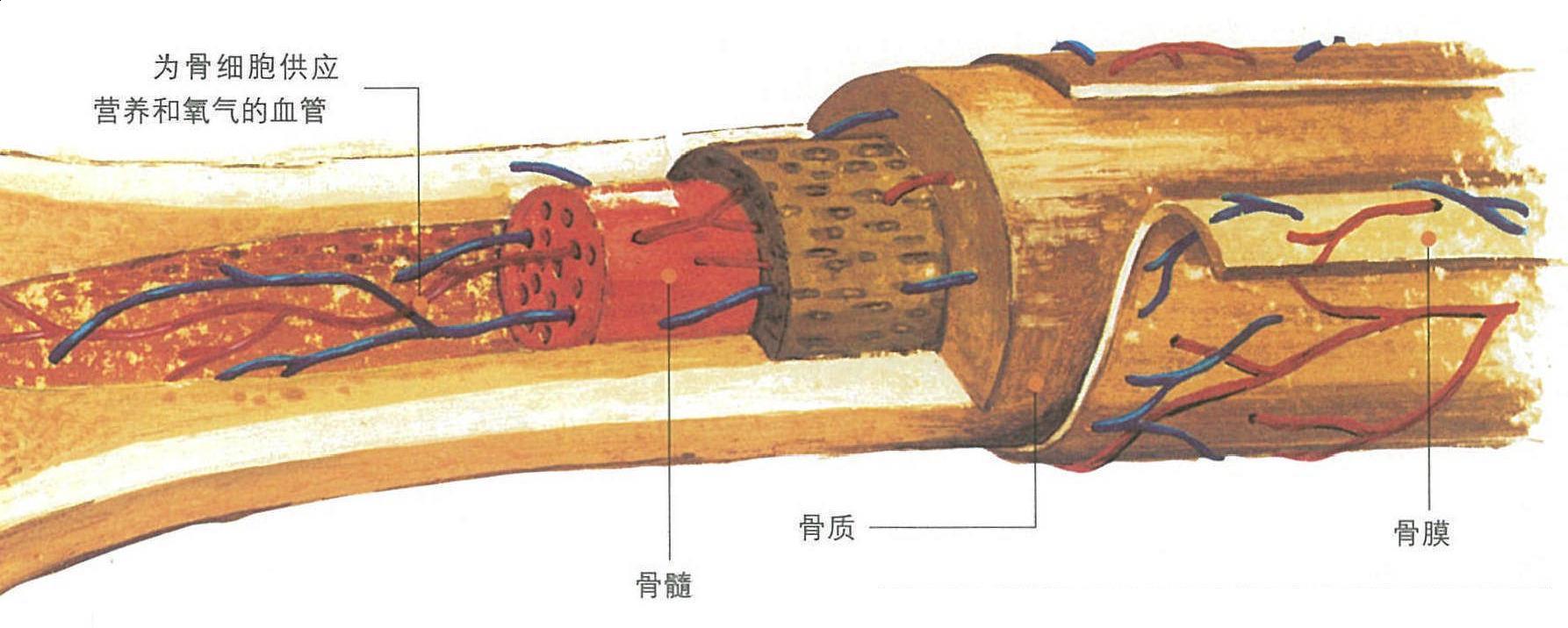 人体支架