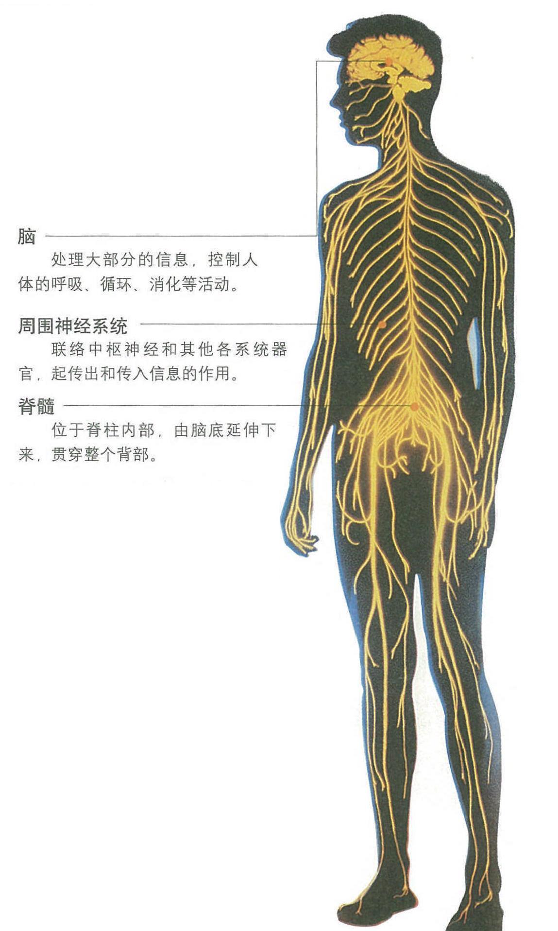 灵敏的导线