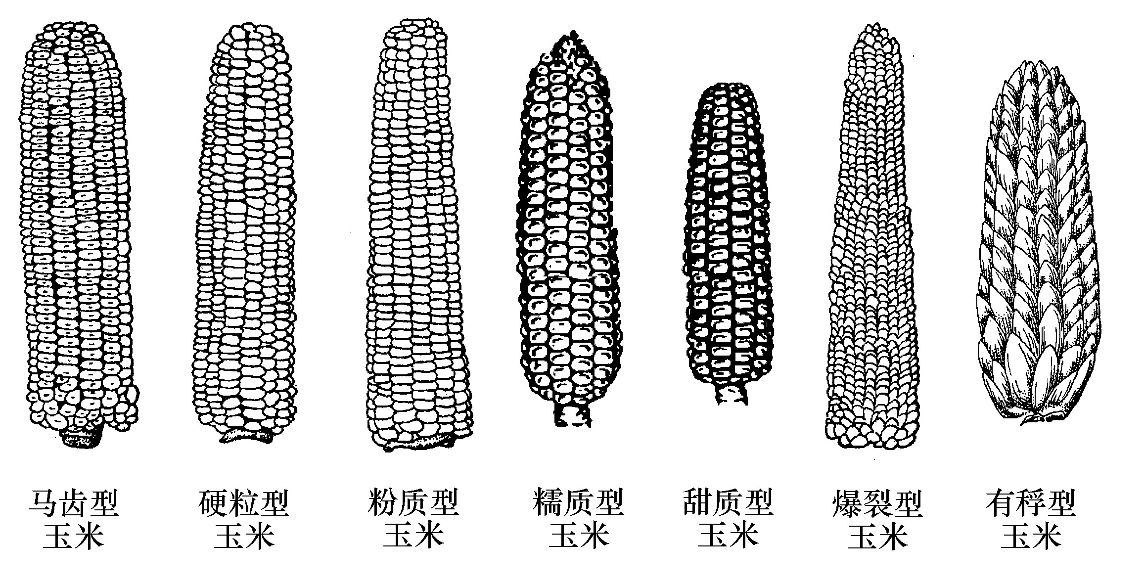 一、玉米分类