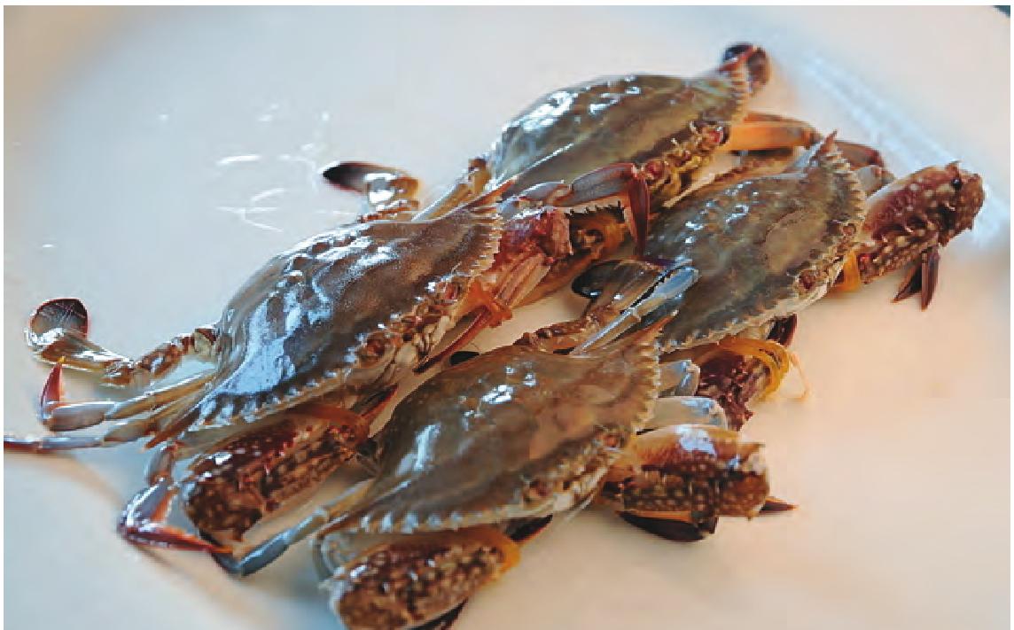 宁波螃蟹种类图片