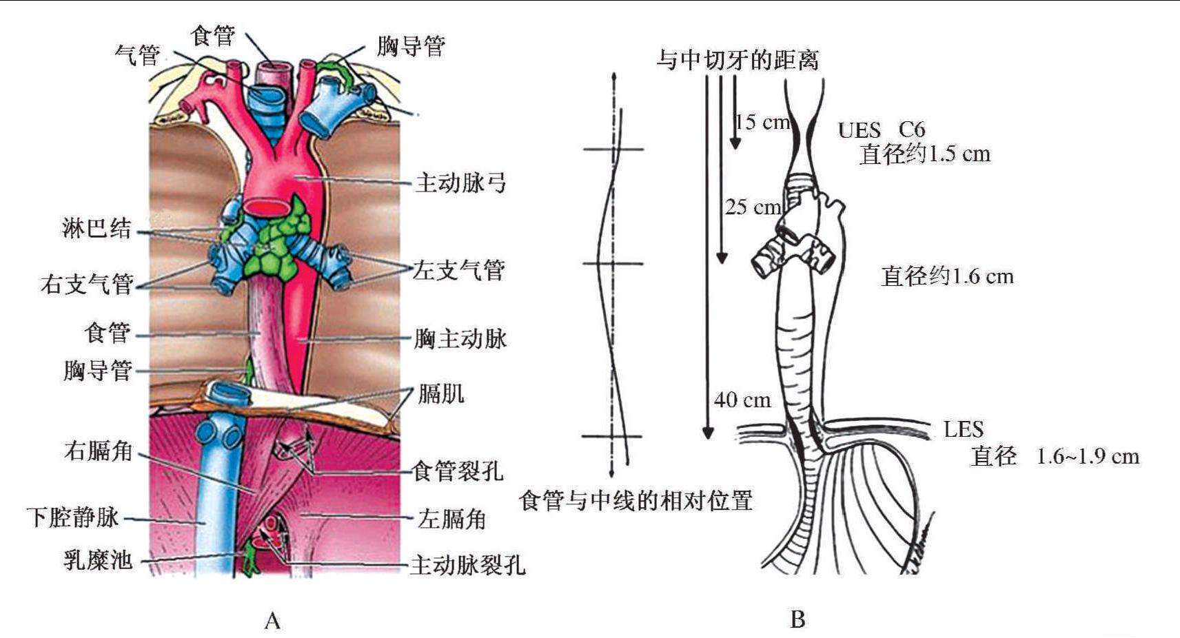第1节 食管解剖