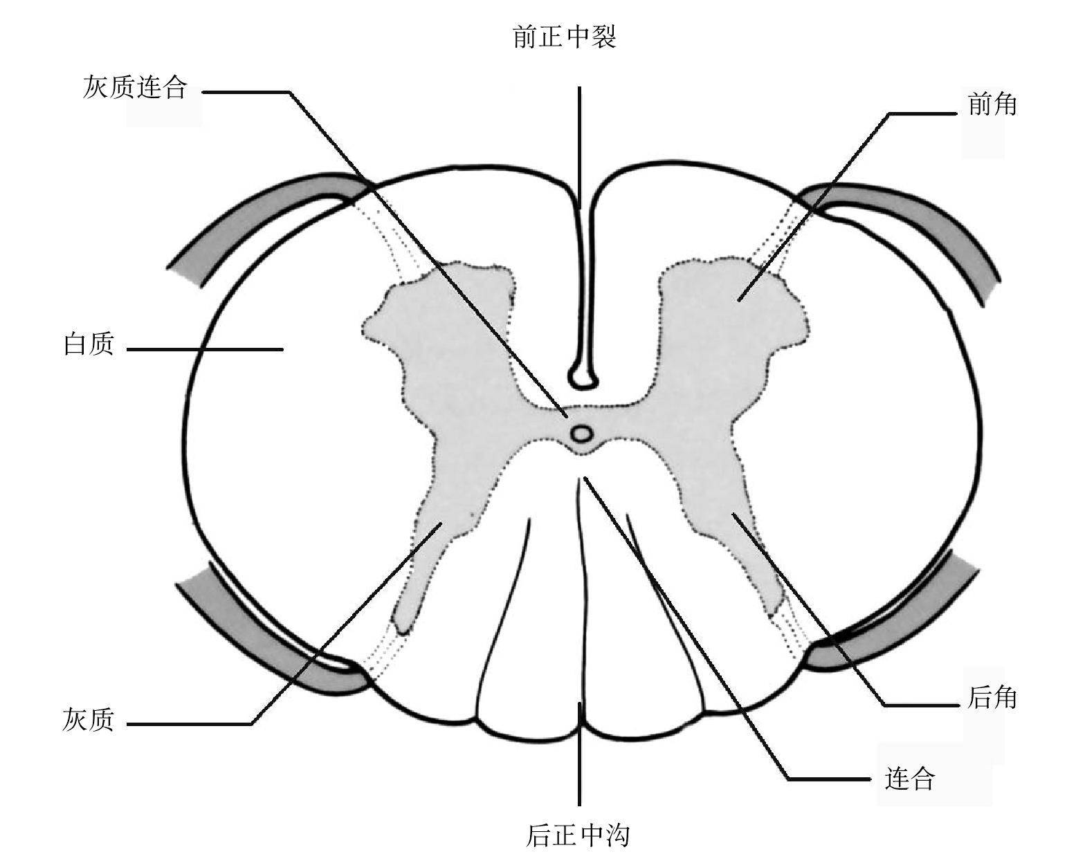 圖1-27 脊髓橫斷面解剖