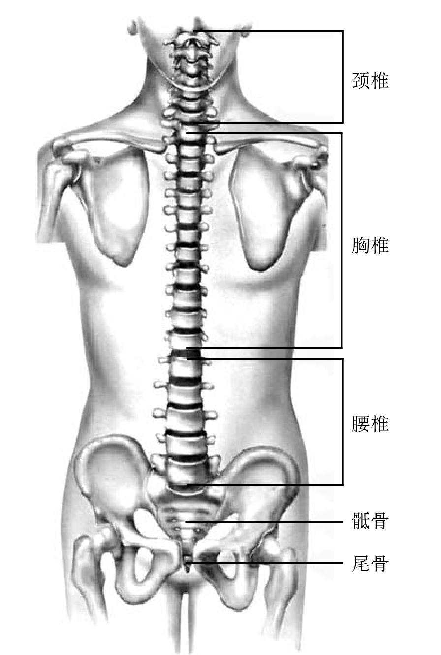 圖1-4 全脊柱的前面觀
