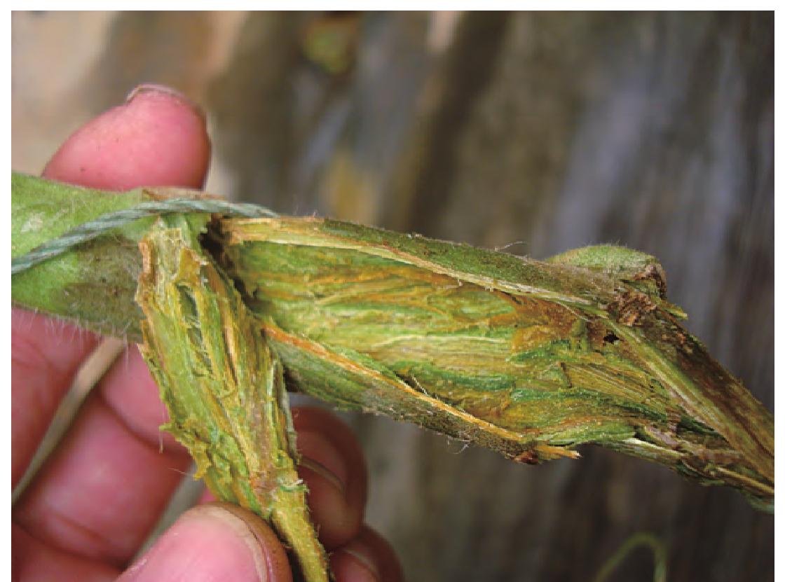 番茄细菌性髓部坏死病