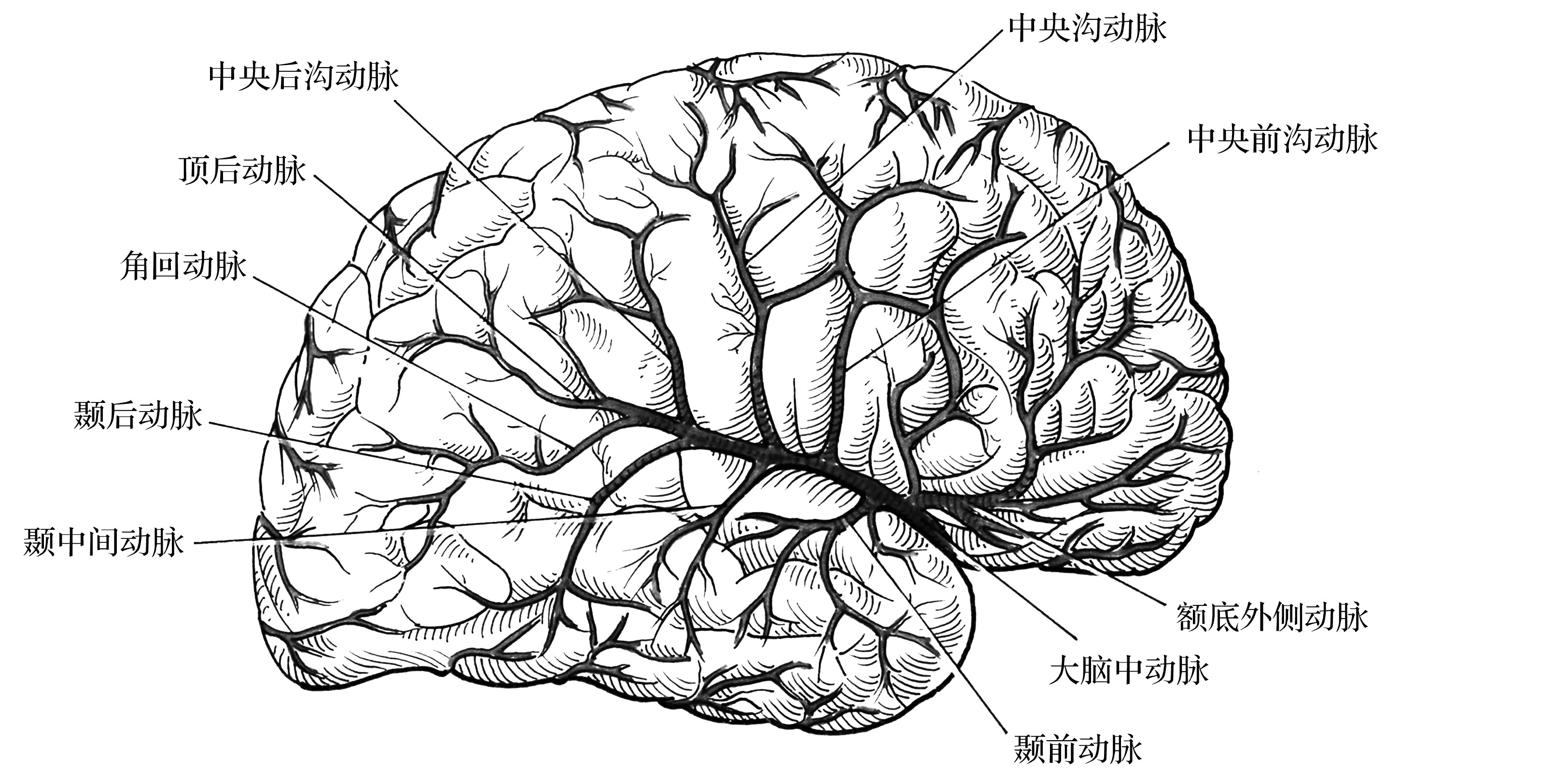大腦中動脈