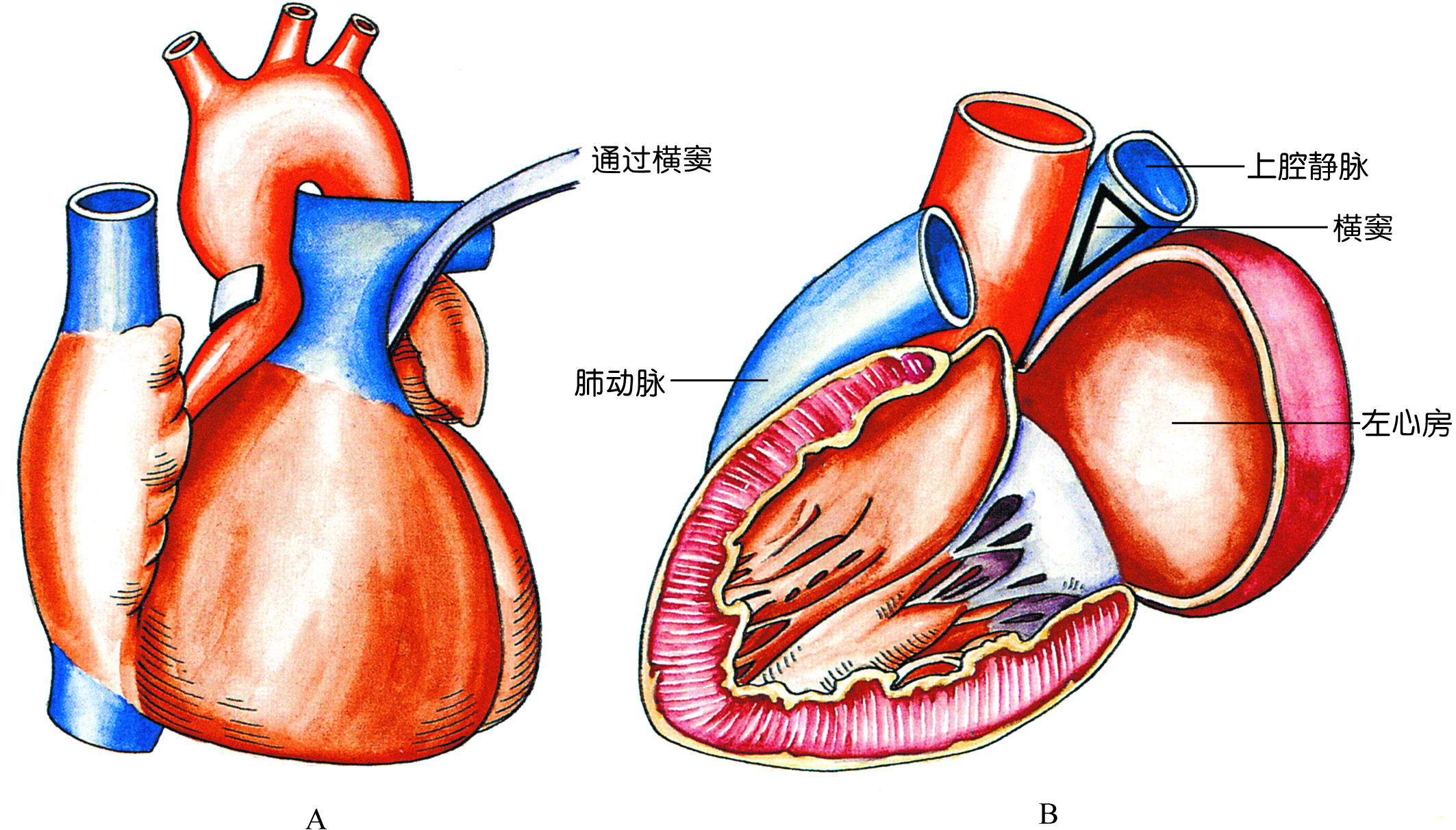 心包腔的构成图片