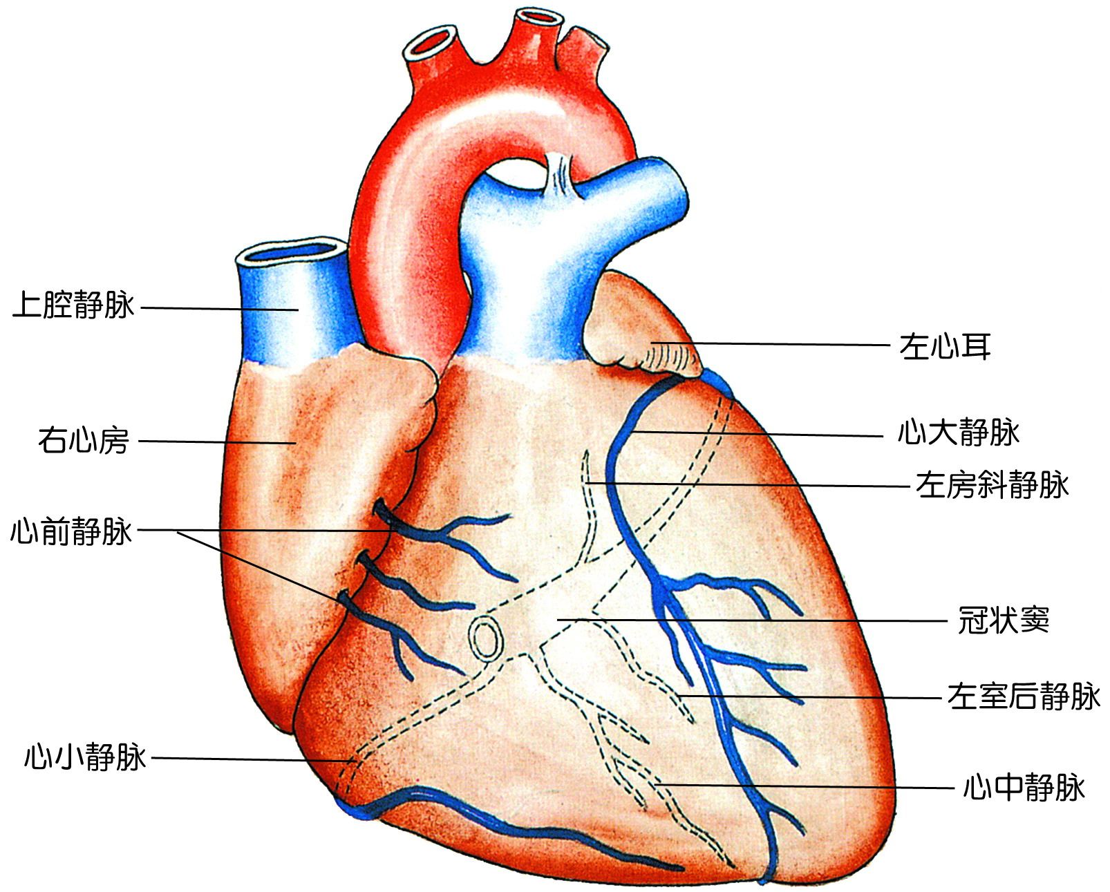 心脏解剖图冠状静脉图片