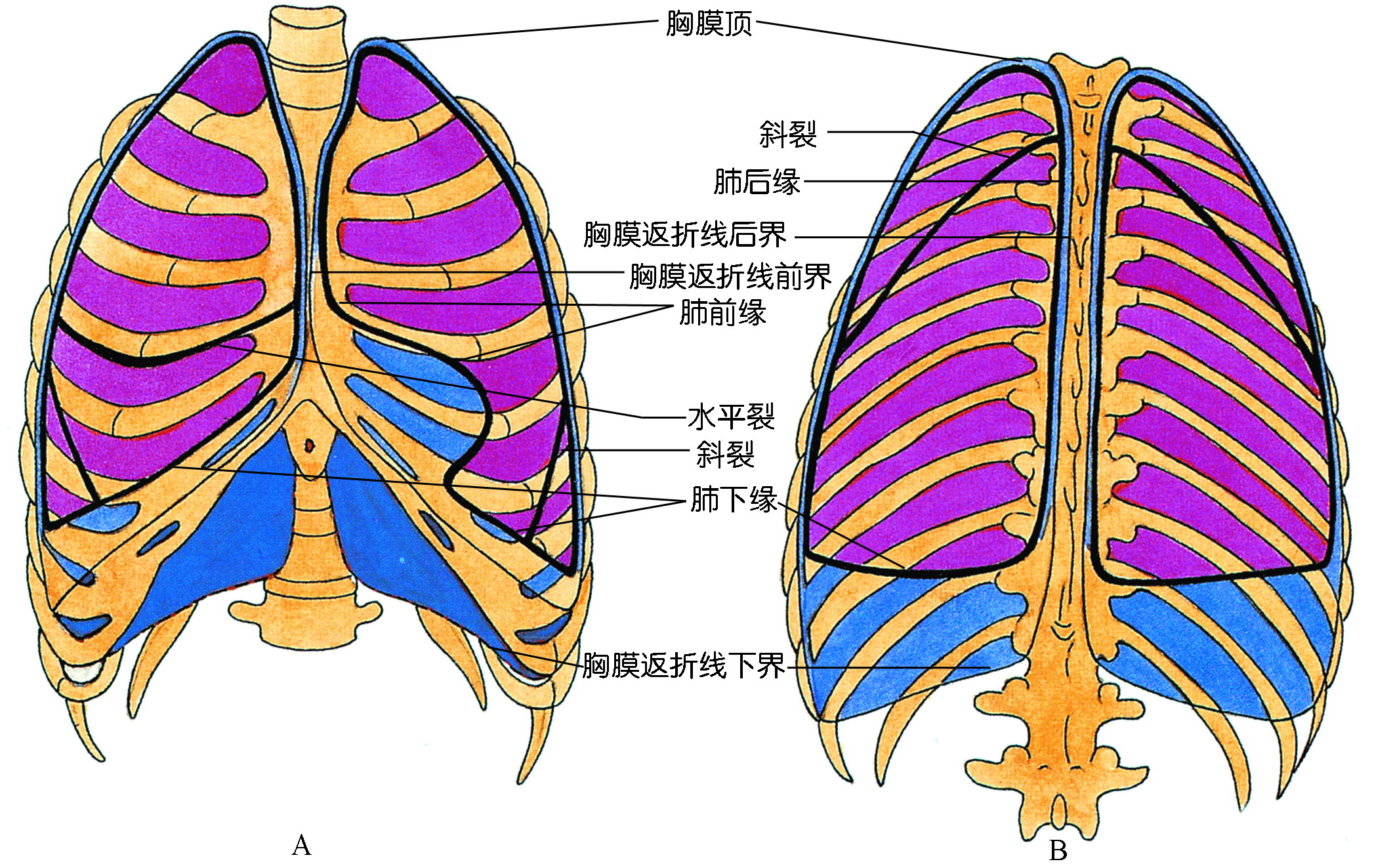 胸膜的反折及胸膜隐窝