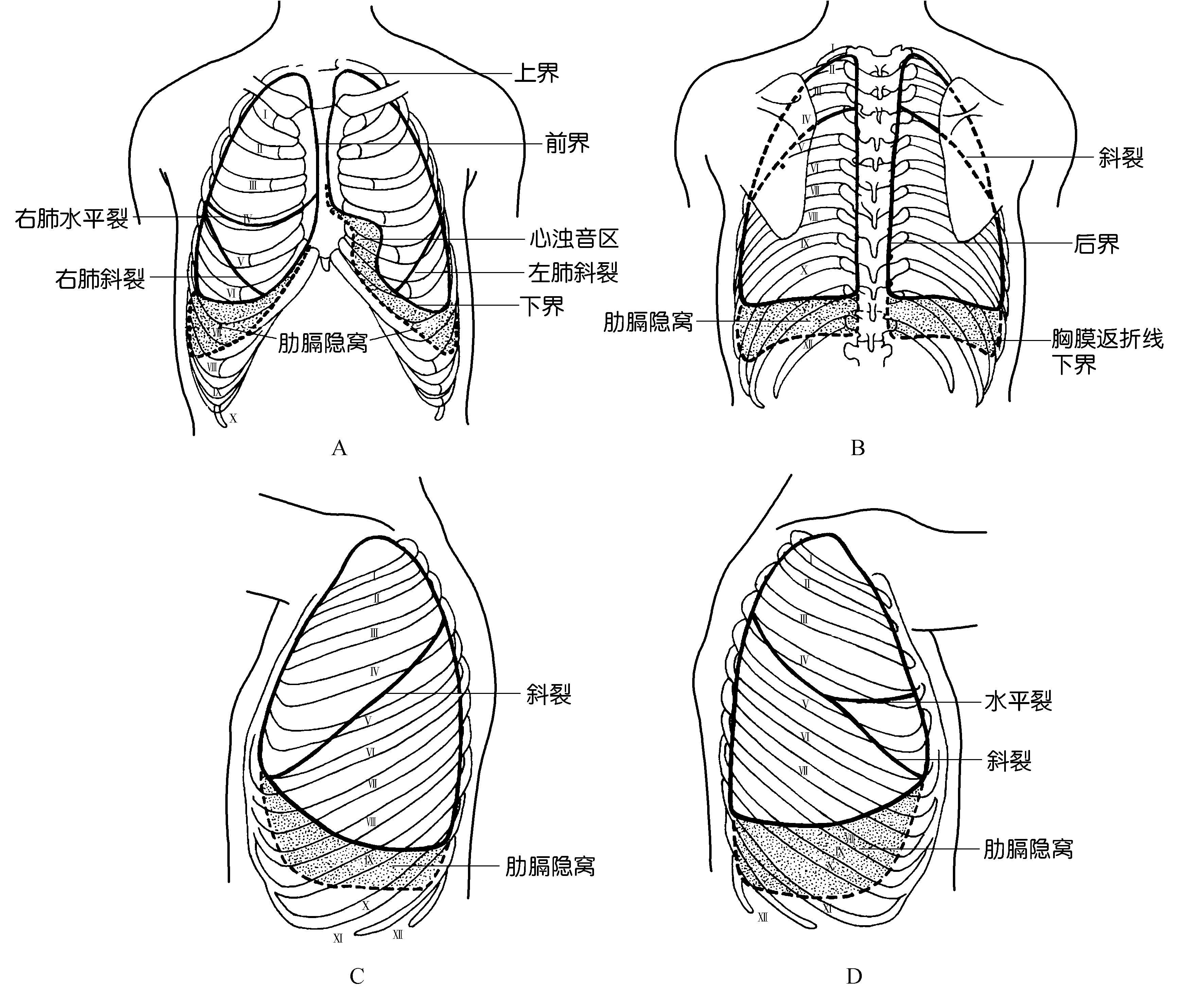 肺界限的体表投影