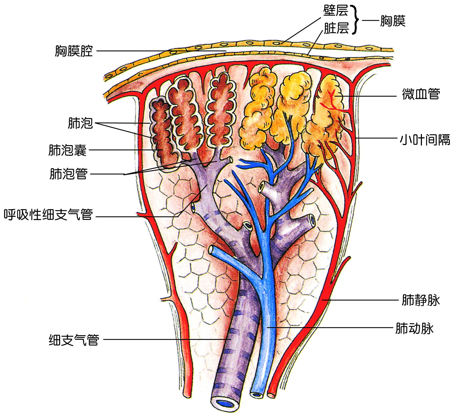 肺小叶 结构图图片