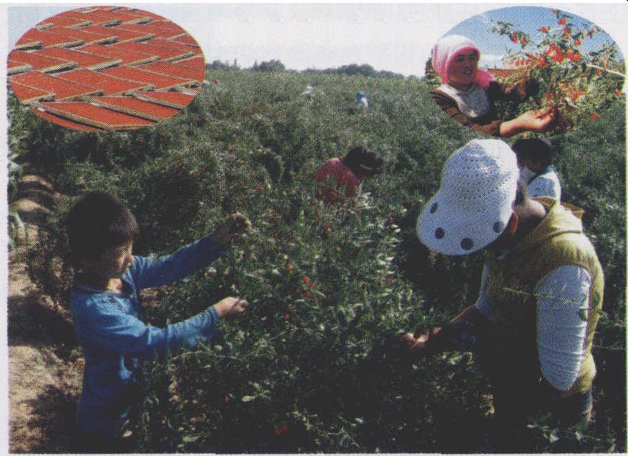 清水河中上游枸杞园显风采