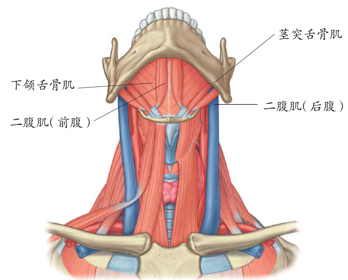第三节  舌骨下肌群切开术/舌骨悬吊前移术