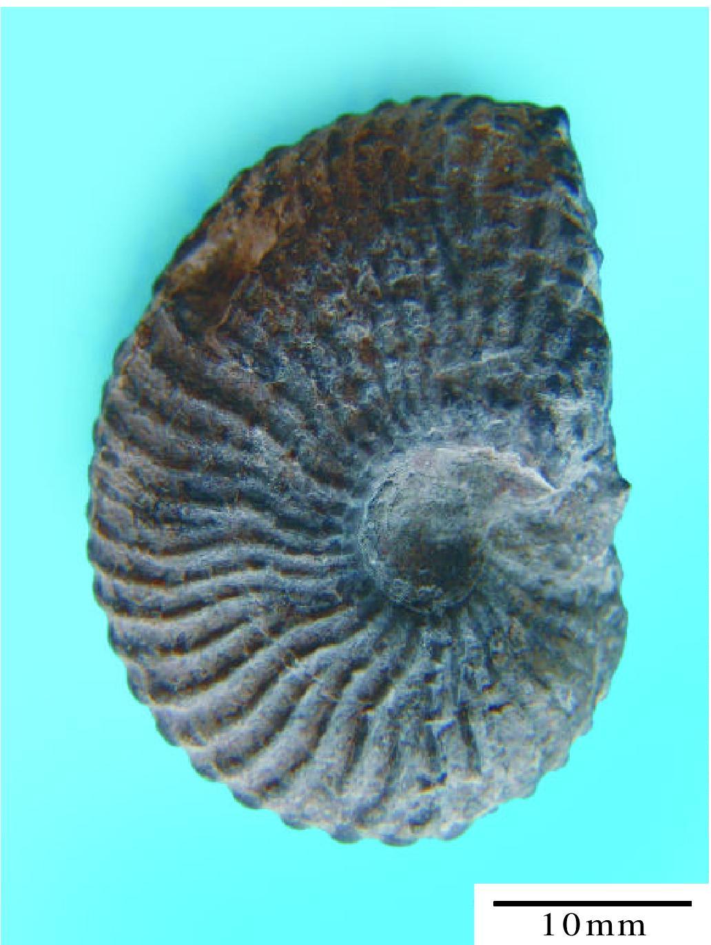 Protrachyceras M ojs，1893