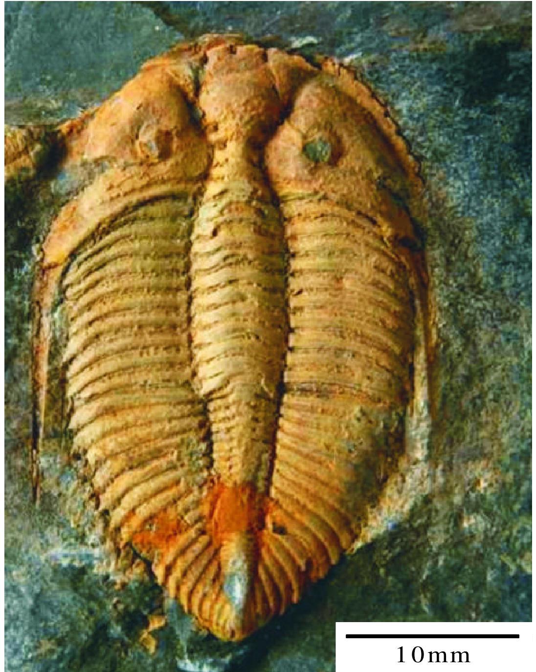 Coronocephalus Grabau，1924