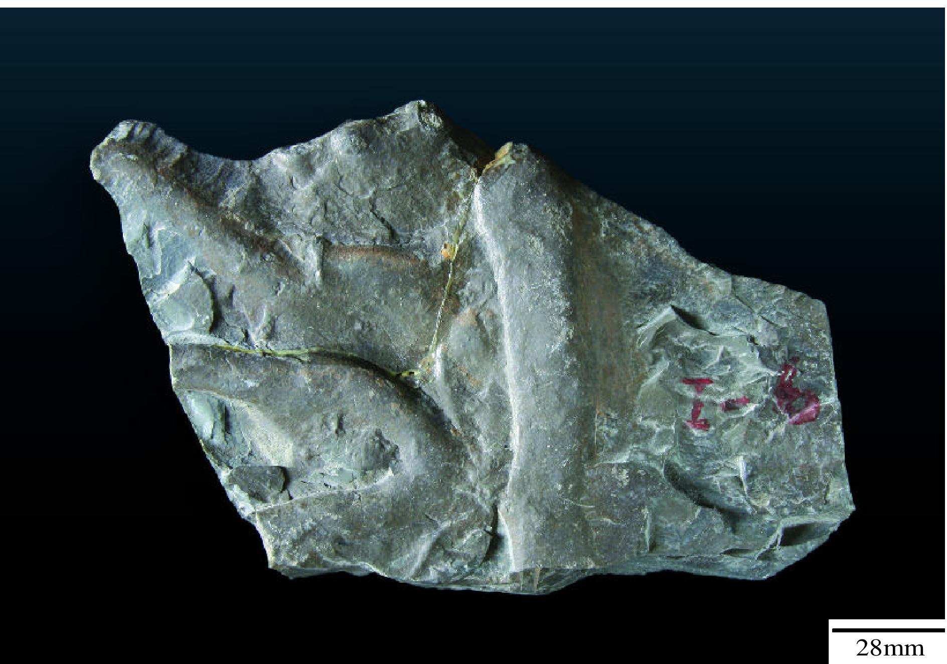 蚓状爬痕遗迹化石(砂岩)