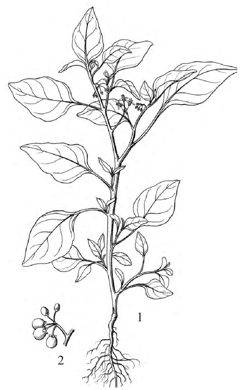 龙葵植物简笔画图片