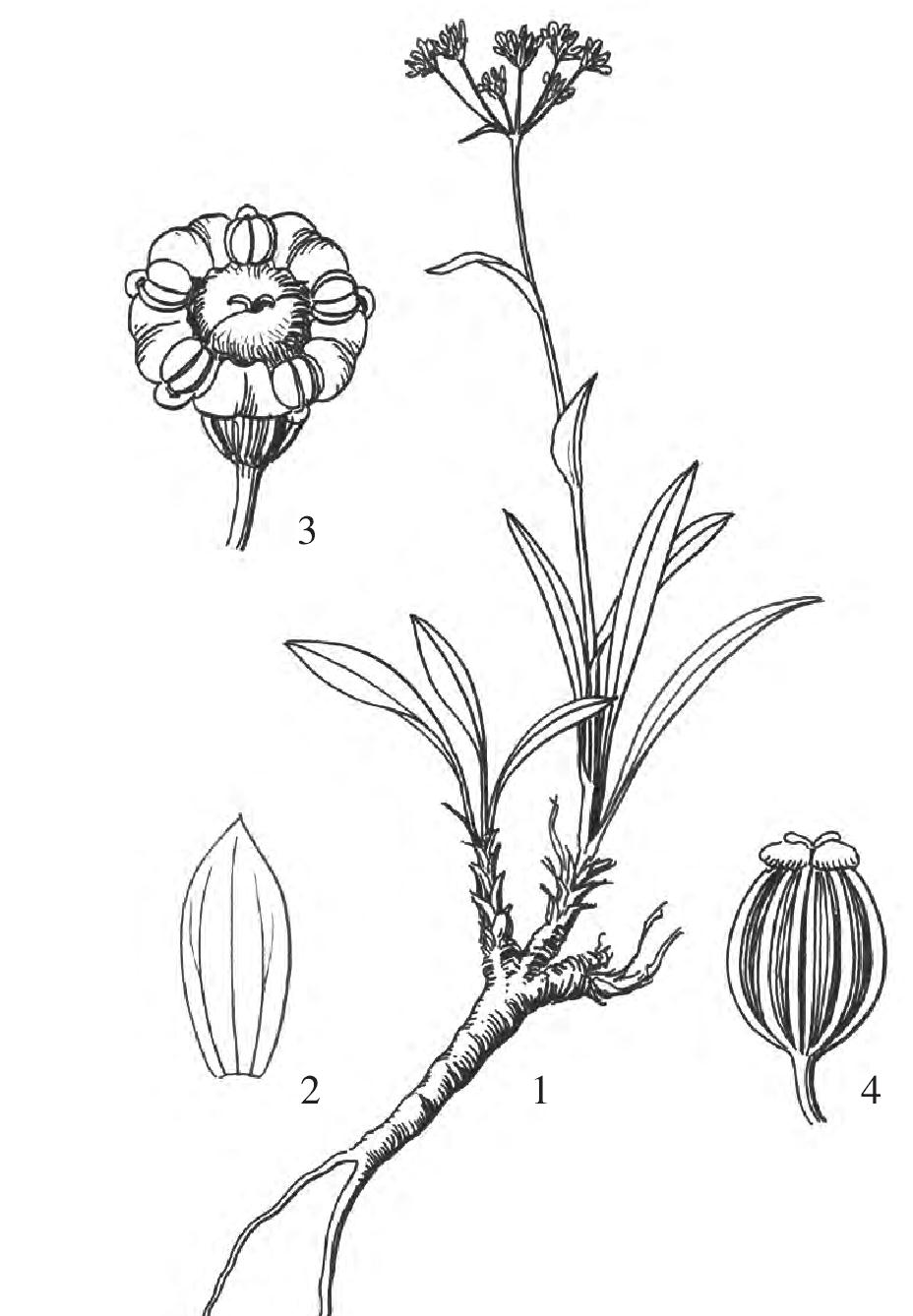 4.短茎柴胡