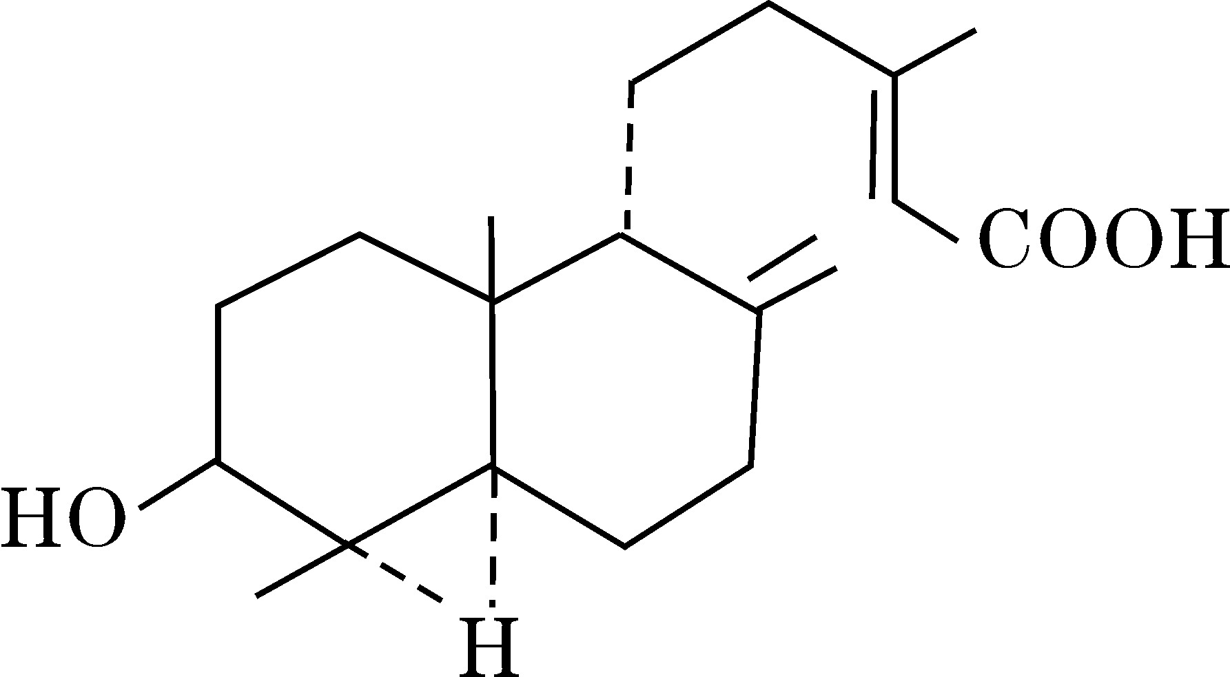 銀粉背蕨