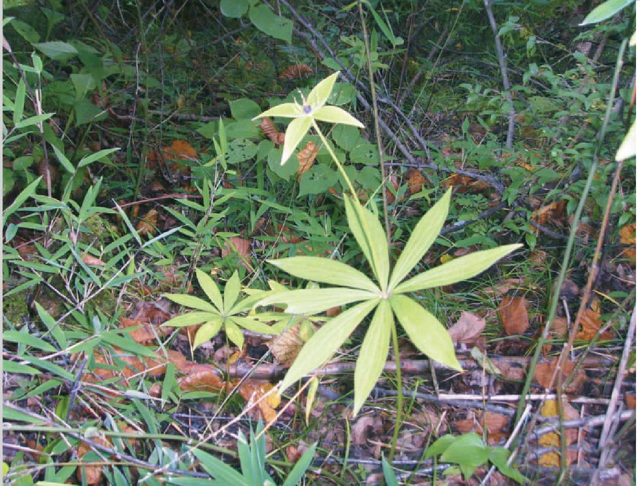 七葉一枝花