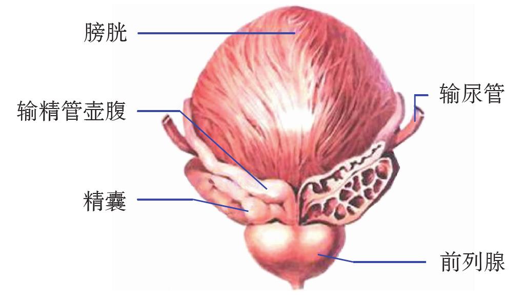 膀胱有什么解剖结构?