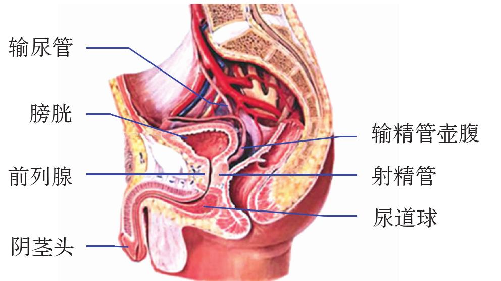 膀胱位于身体什么部位，有什么功能?