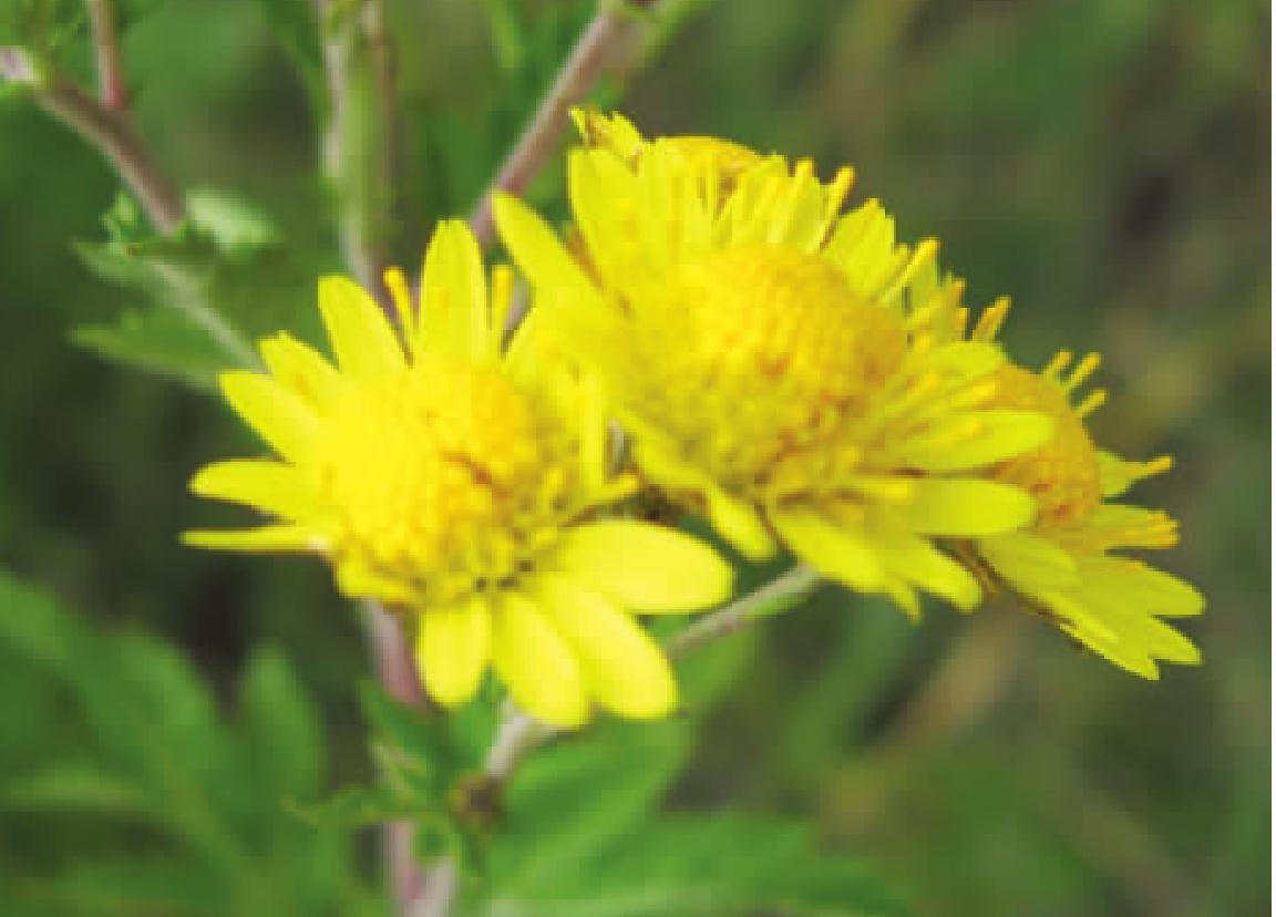 野菊花