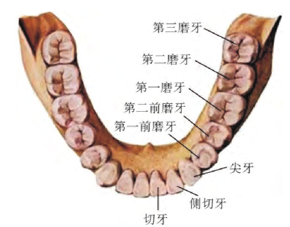牙齿的解剖结构