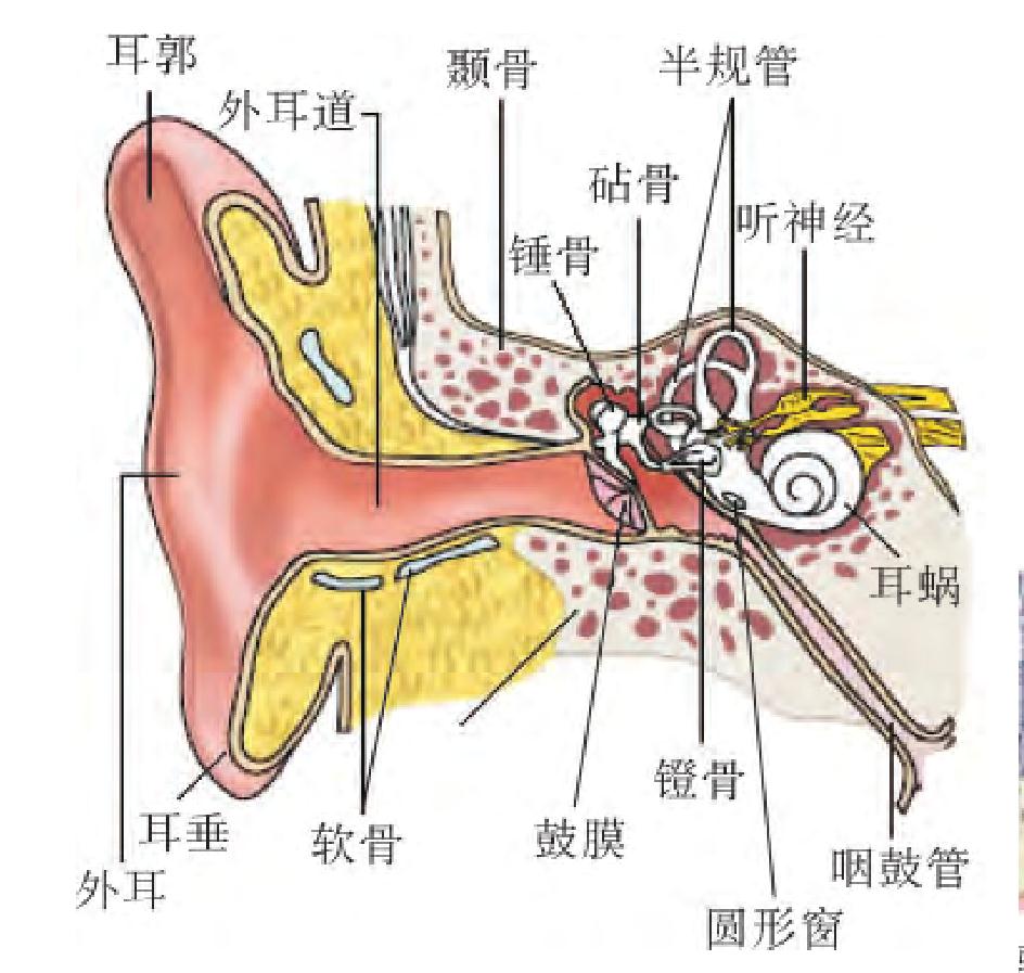 听力损伤的解剖学基础