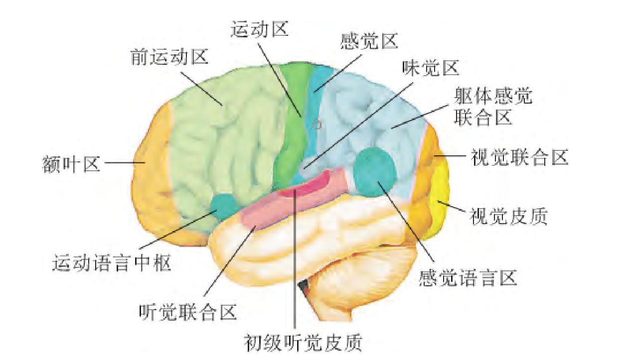 大脑的简单功能分区