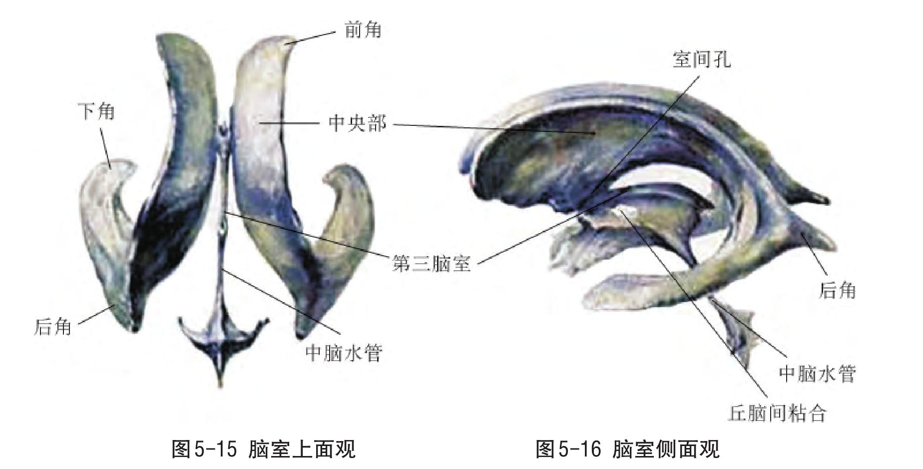 腦室分流手術(shù)