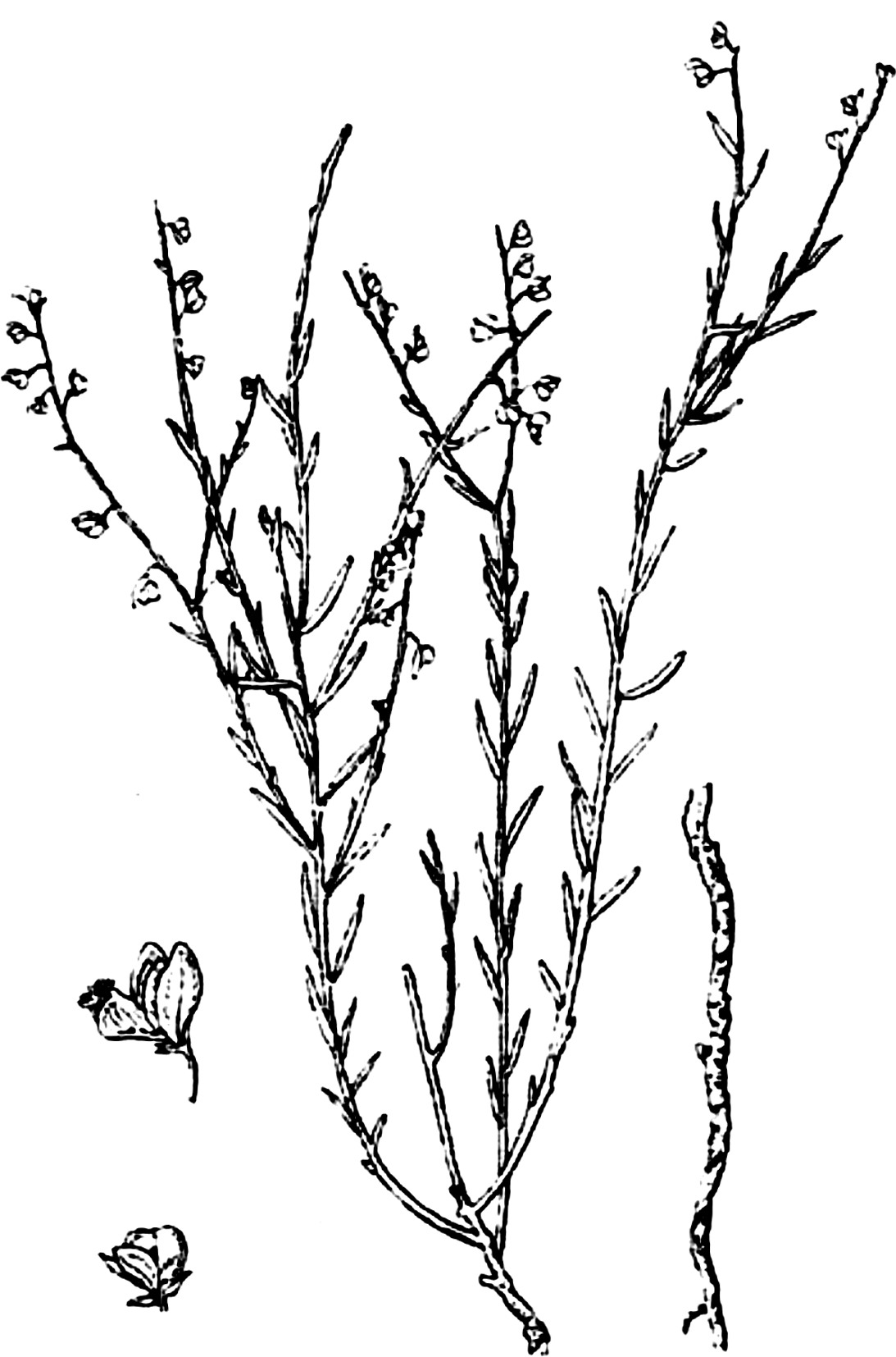 遠(yuǎn)志