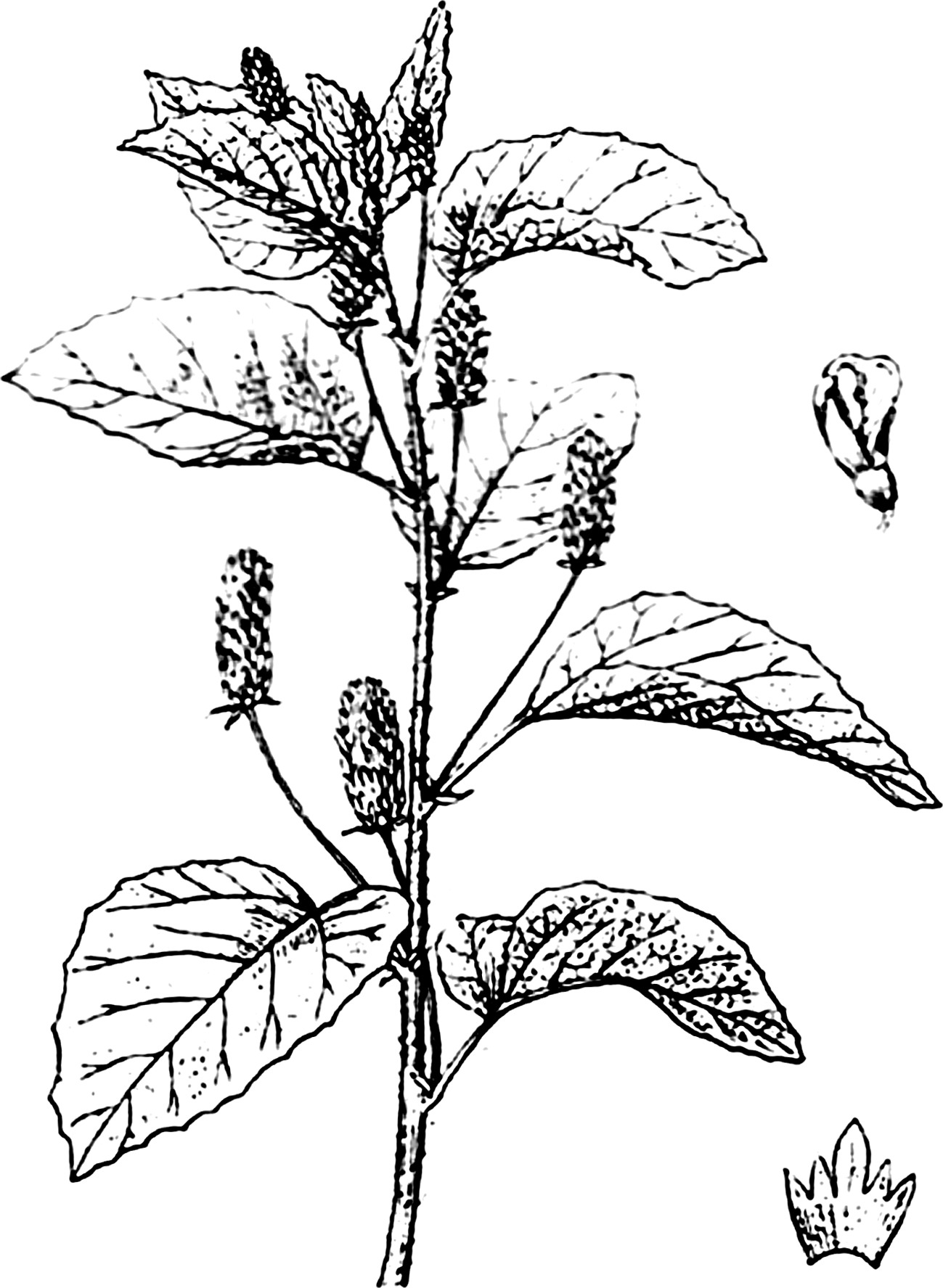 補骨脂
