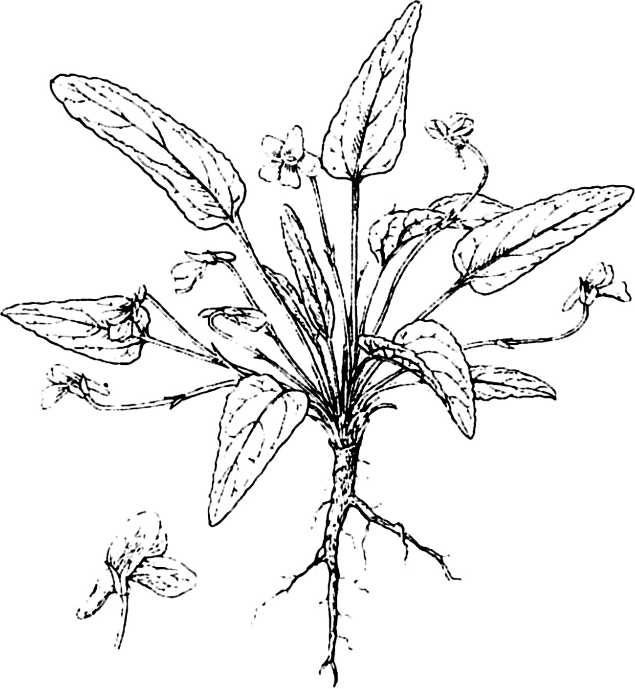 紫花地丁