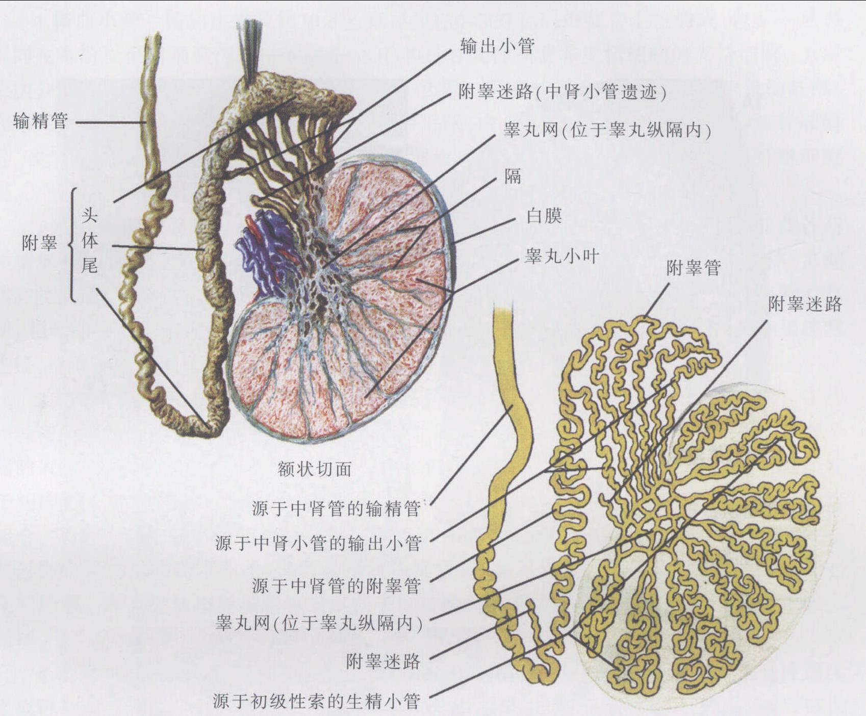 睾丸和附睾的内部结构