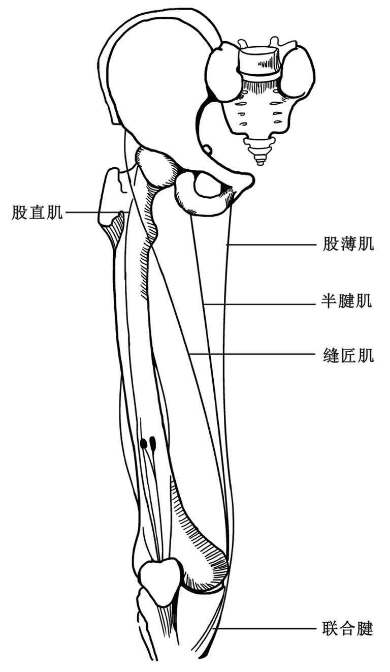 第二节 附着于髋骨的肌肉