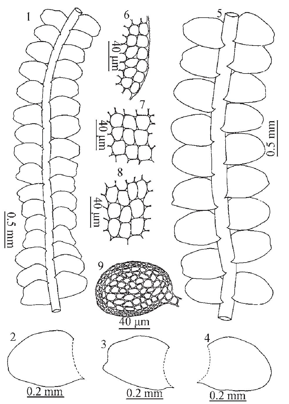 瘤壁裂齿苔(图16)
