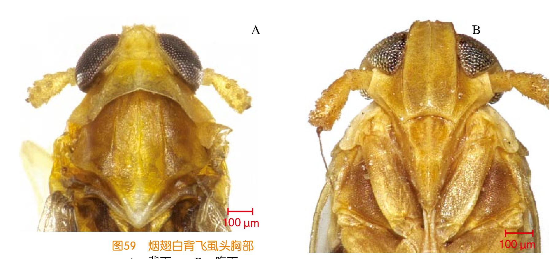 煙翅白背飛虱