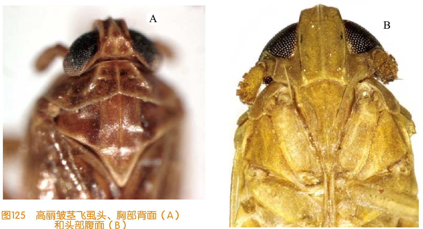 高麗皺莖飛虱