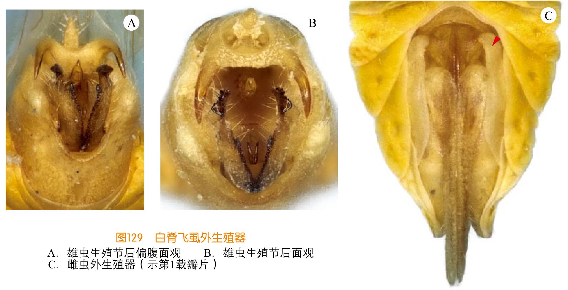 白脊飞虱