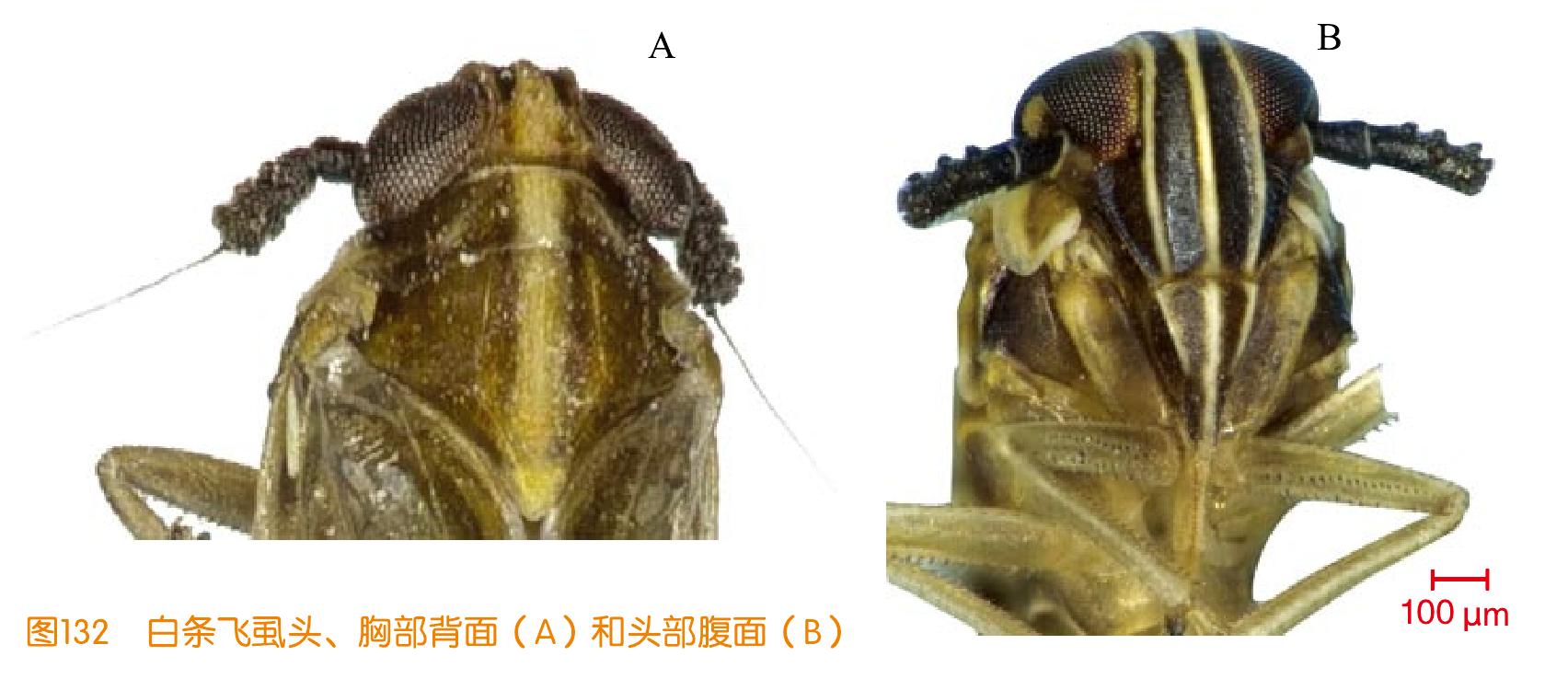 白條飛虱