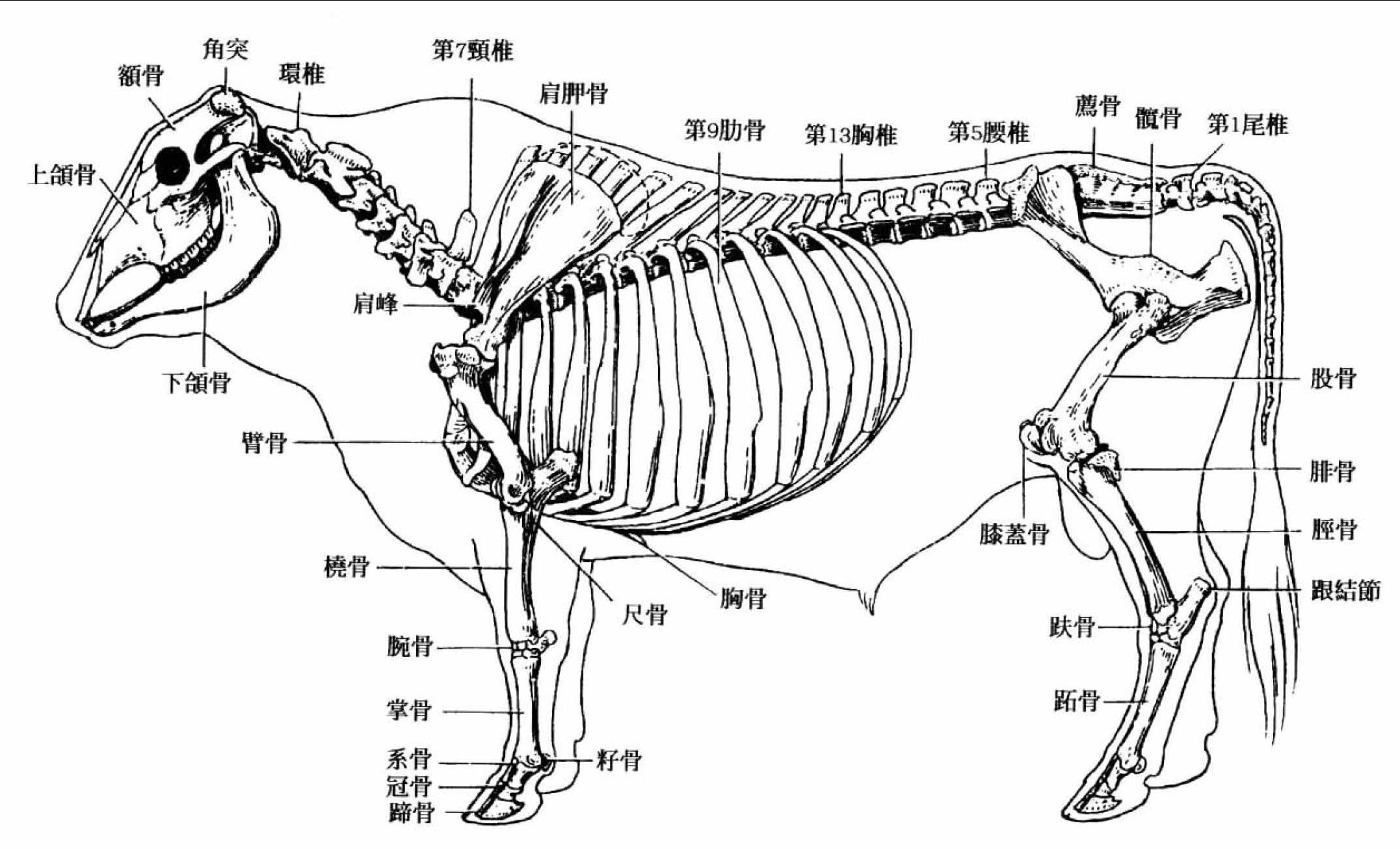 牛全身骨骼