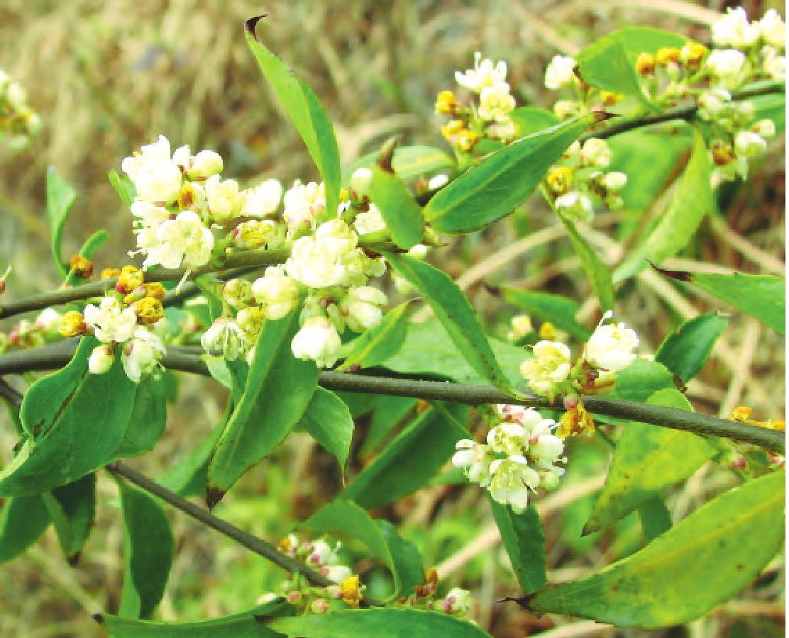 岳麓连蕊茶