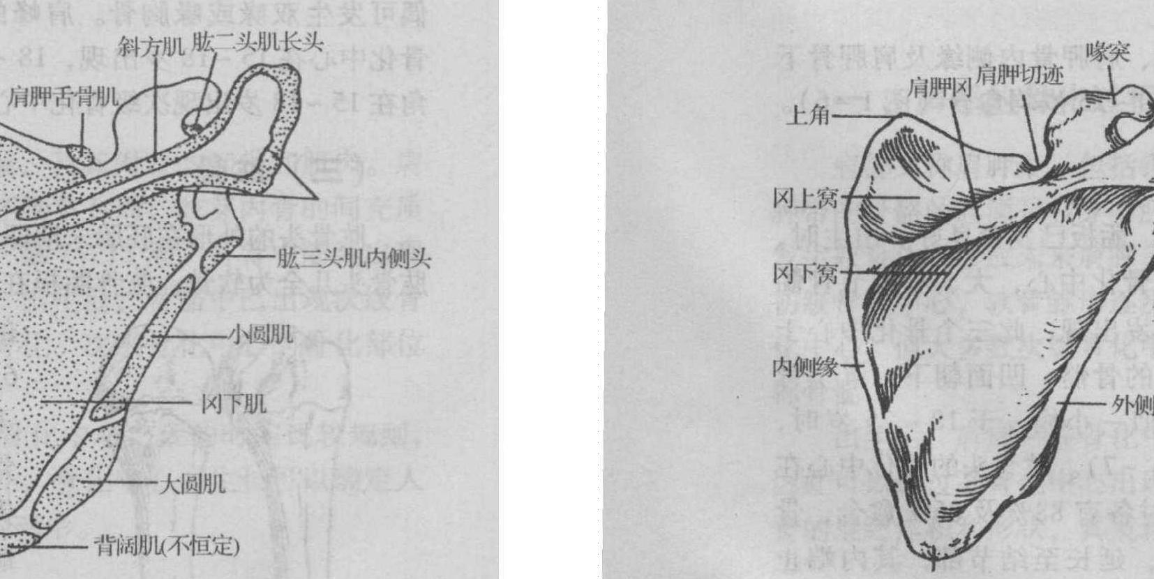 二、正常解剖