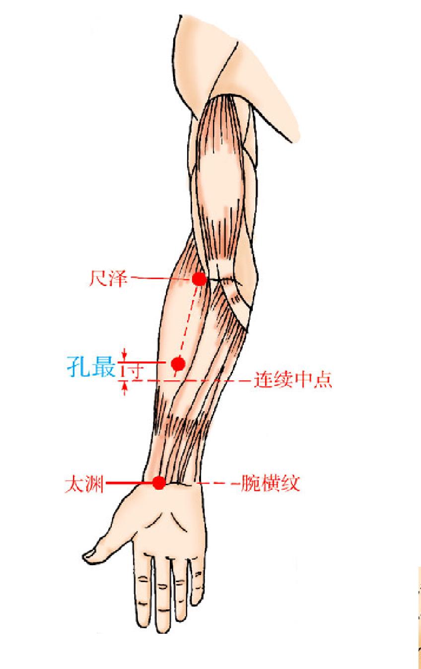 孔最——咳血快速緩解穴