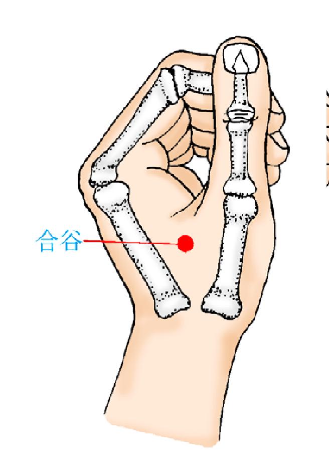 合谷——健康長壽大藥箱