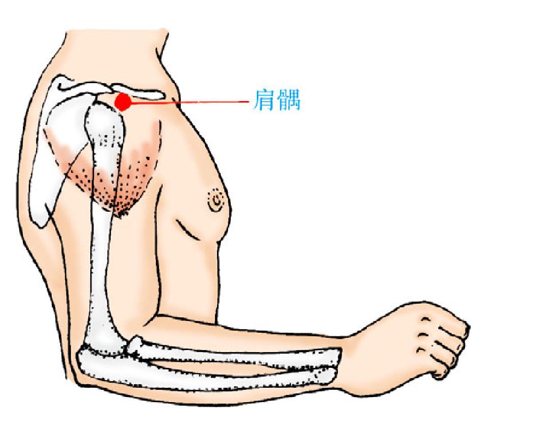 肩髃——肩周保養(yǎng)有保障